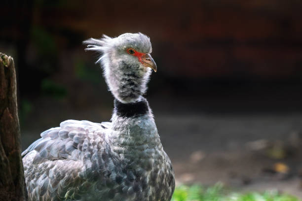 Southern Screamer bird (Chauna torquata) Southern Screamer bird (Chauna torquata) sweet southern screamer stock pictures, royalty-free photos & images