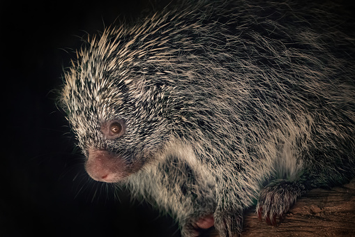 A young Porcupine pauses on a fallen log in a woods in Montana.