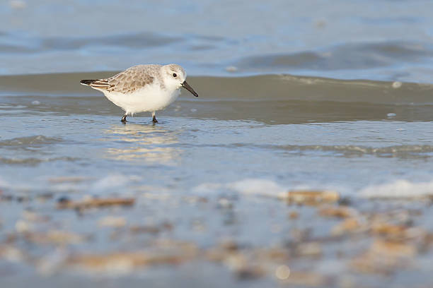 istock Sanderling (Calidris alba) searching for food 186058931