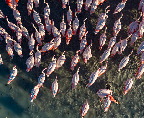 Flamingos feeding and feeding on a lake. Yarisli (Yarışlı) Lake in Burdur, Turkey. Taken via drone.