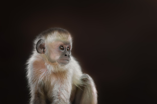 A female Bornean orangutan (Pongo pygmaeus) on a wooden jetty which leads into the rainforest of Borneo. Orang Utans are critically endangered, mostly because their habitat has decreased rapidly due to logging, forest fires and the conversion from tropical forests into palm oil plantations.