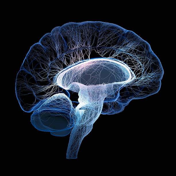 cervello umano illustrato con nervi piccoli interconnessi - scansione scientifica foto e immagini stock
