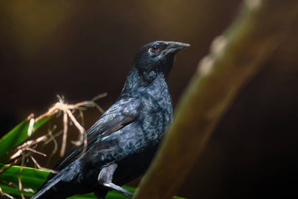 Chopi Blackbird (Gnorimopsar chopi) - South American Bird