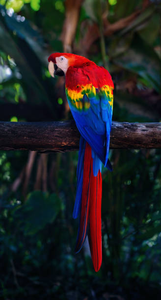 istock Colorful Scarlet Macaw bird (Ara macao) 1860589842