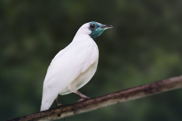 istock Bare-throated Bellbird (Procnias nudicollis) - South American Bird 1860591415