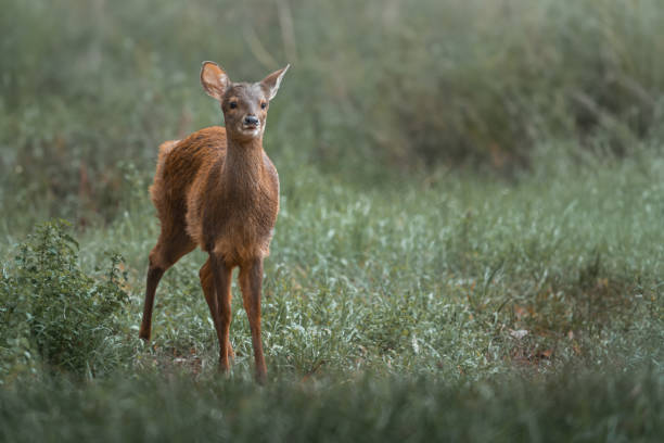 istock Young Gray Brocket (Mazama gouazoubira) - South American Deer 1860592454