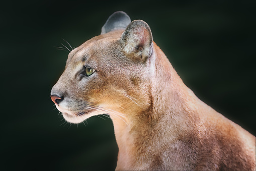 Buena Vista, Colorado, USA - February 10, 2024: A sign posted by Colorado Parks and Wildlife warns residents of recent mountain lion activity near the Whipple Bridge where it intersects the Arkansas River Trail and crosses the Arkansas River.