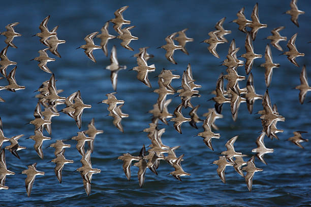 istock Dunlin, Calidris alpina, 186059373