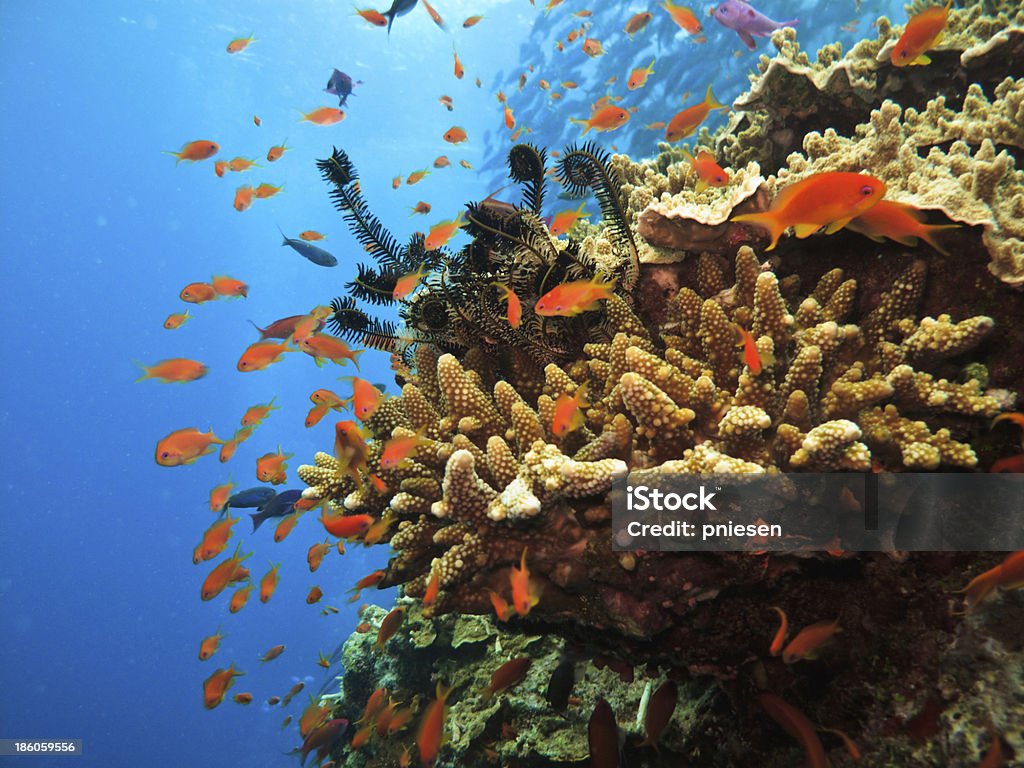 Coral colony and soldier fish on Great Barrier Reef Australia Stony Coral Colony and soldier fish Great Barrier Reef Australia Great Barrier Reef Stock Photo