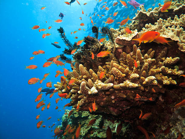 coral colony and soldier fish on great barrier reef australia - 銀線小丑魚 個照片及圖片檔