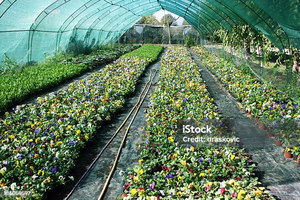 Fiori Di Produzione - Fotografie stock e altre immagini di Affari - Affari, Agricoltura, Ambientazione interna