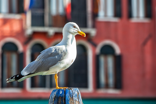 Large gull is resting on a wooden pole near the Gran Canal in Venice