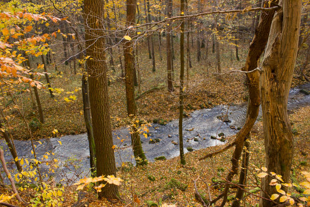 istock golden autumn in the forest 1860610017