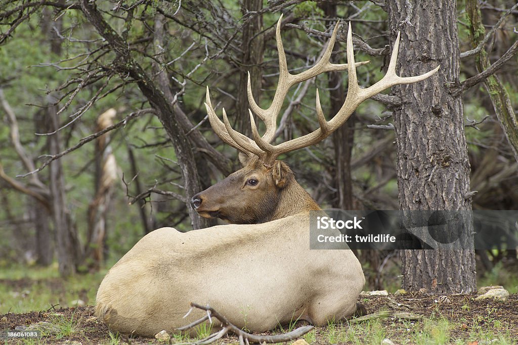 Bull Elk camas - Foto de stock de Animal libre de derechos