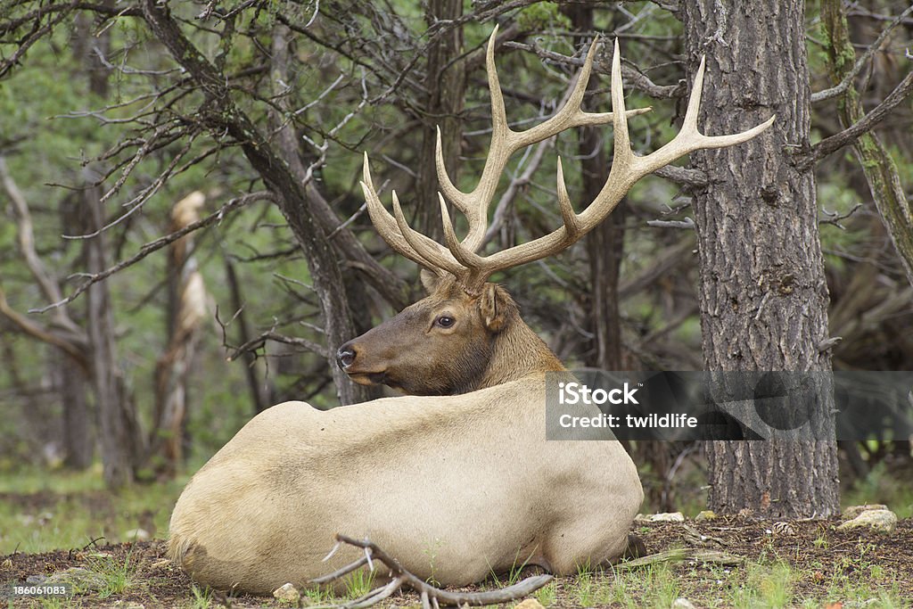 Bull Elk lit - Photo de Animaux à l'état sauvage libre de droits