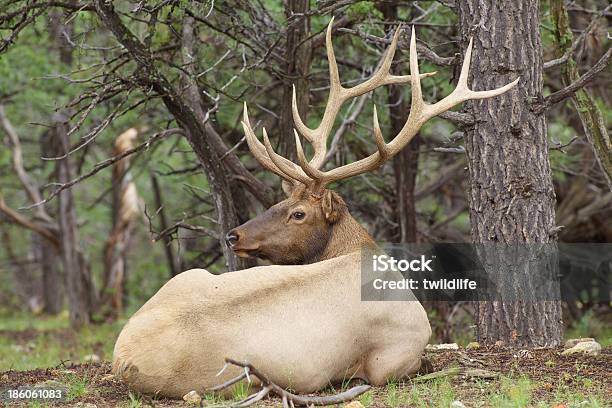 Bull 에우크 침대 동물에 대한 스톡 사진 및 기타 이미지 - 동물, 뿔, 사슴