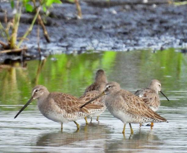 istock Long-billed Dowitchers (Limnodromus griseus/scolopaceus) - foraging in a Florida lake 1860612588