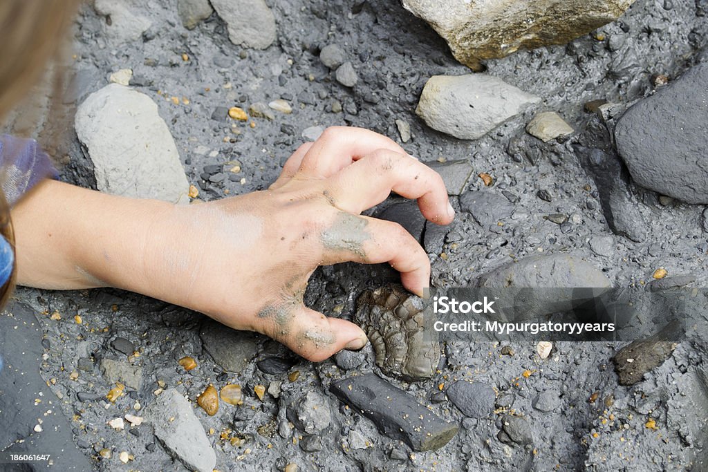 Fossil Hunting A young child finds a fossilised ammonite in the mud Fossil Stock Photo