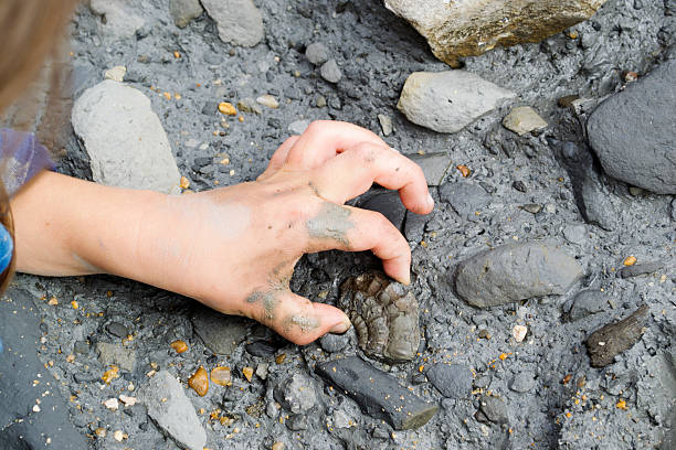 Fossil Hunting A young child finds a fossilised ammonite in the mud fossil stock pictures, royalty-free photos & images