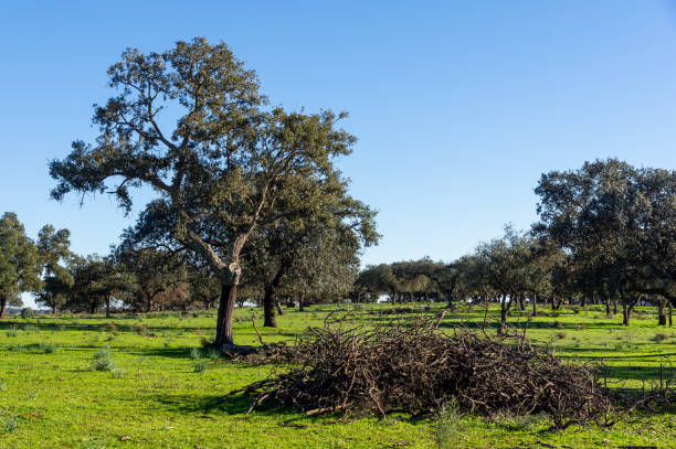 Natural Renewal: Pruning of Branches next to the Holm Oaks.