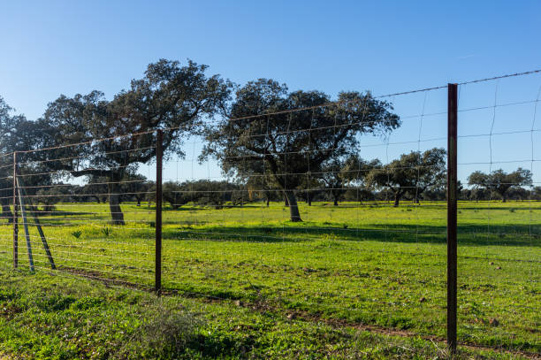 istock Natural Division: Fence Delimiting a Beautiful Dehesa under a Blue Sky. 1860618713
