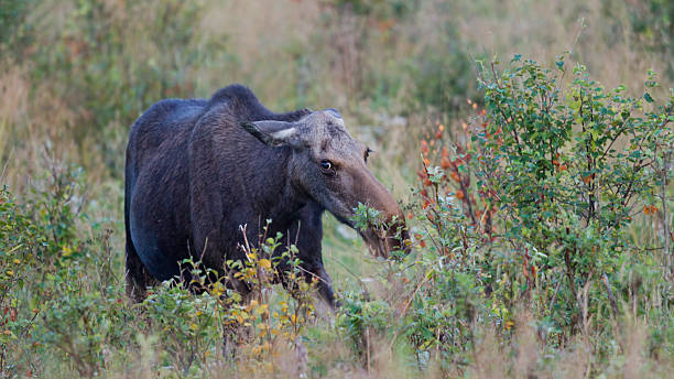 Moose, moose - female Elchkuh cow moose stock pictures, royalty-free photos & images