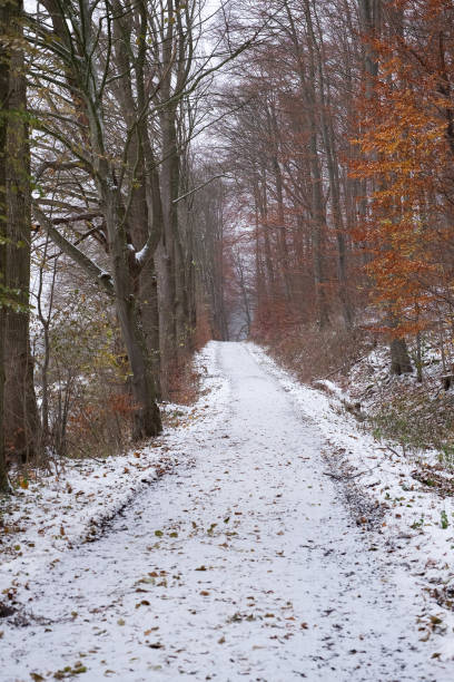 istock Forest path covered with white snow in a forest with orange autumn foliage in Germany. 1860631109