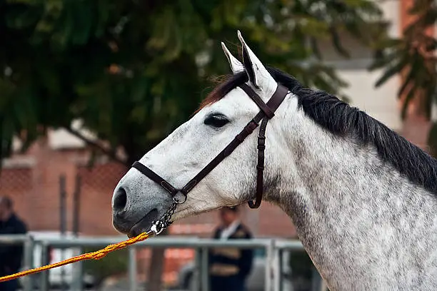 Photo of Functionality testing of horses purebred Spanish