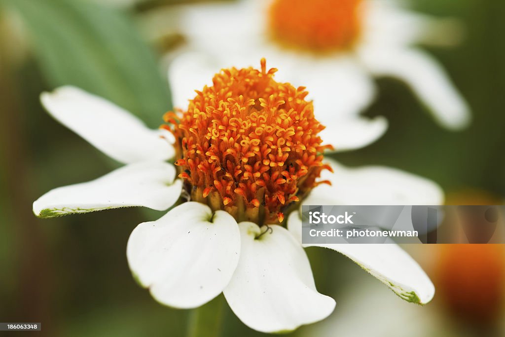 Weißer Stern Blumen blühenden - Lizenzfrei Ast - Pflanzenbestandteil Stock-Foto