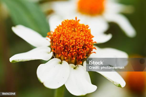 Estrela Flores Desabrochando Branco - Fotografias de stock e mais imagens de Amarelo - Amarelo, Botânica - Ciência de plantas, Cabeça de Flor