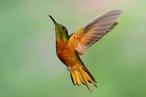 istock Chestnut-breasted Coronet Hummingbird from the Left 186063531
