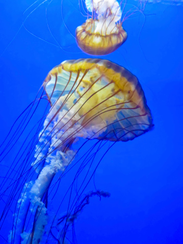 Scientific name: Chrysaora fuscescens. (Shallow depth of field.) Oregon Coast Aquarium, Newport, Oregon.