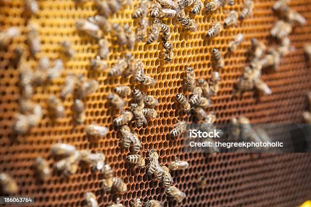 Favo De Mel - Fotografias de stock e mais imagens de Abelha - Abelha, Agricultura, Amarelo