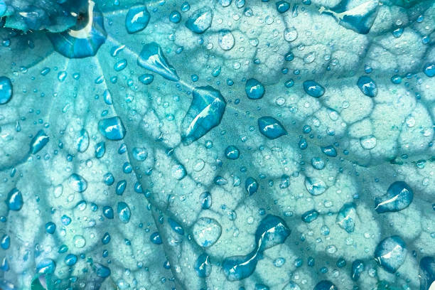 Water drops on green leaf. Abstract background and texture for design.