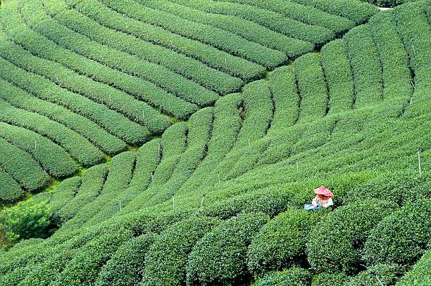 istock Single person harvesting in an expansive tea plantation 186064062