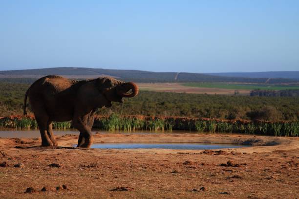 istock African Elephant Calf Drinking At Waterhole 1860652522