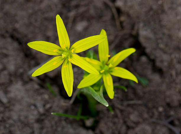 Yellow Star-of-Bethlehem
