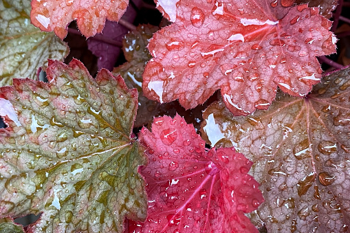 Close up of red leaves with water droplets in the morning.