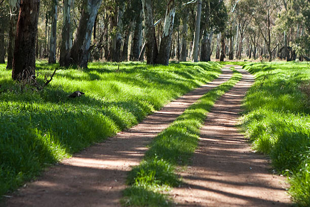 istock Dirt road in the forest 186065483
