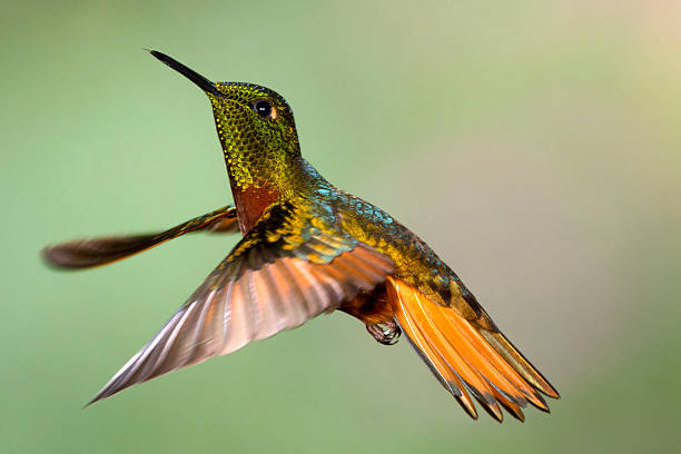 istock Chestnut-breasted Coronet Hummingbird with Wings Inverted 186065591