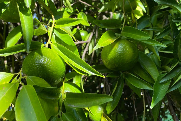 istock Green tangerines growing on a tree in an orchard. 1860656499