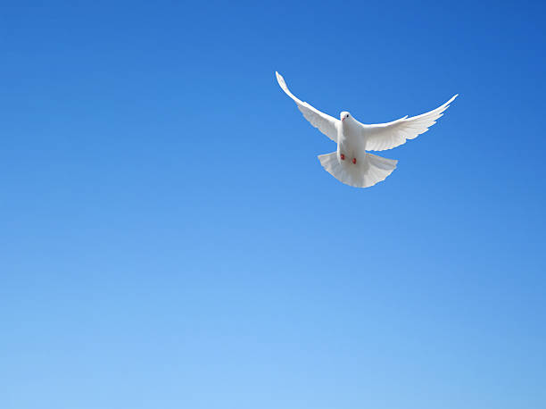 istock White dove flying in the sky 186065716