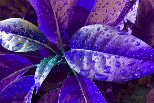 istock Purple leaf with dew drops close up. Nature background. 1860657177