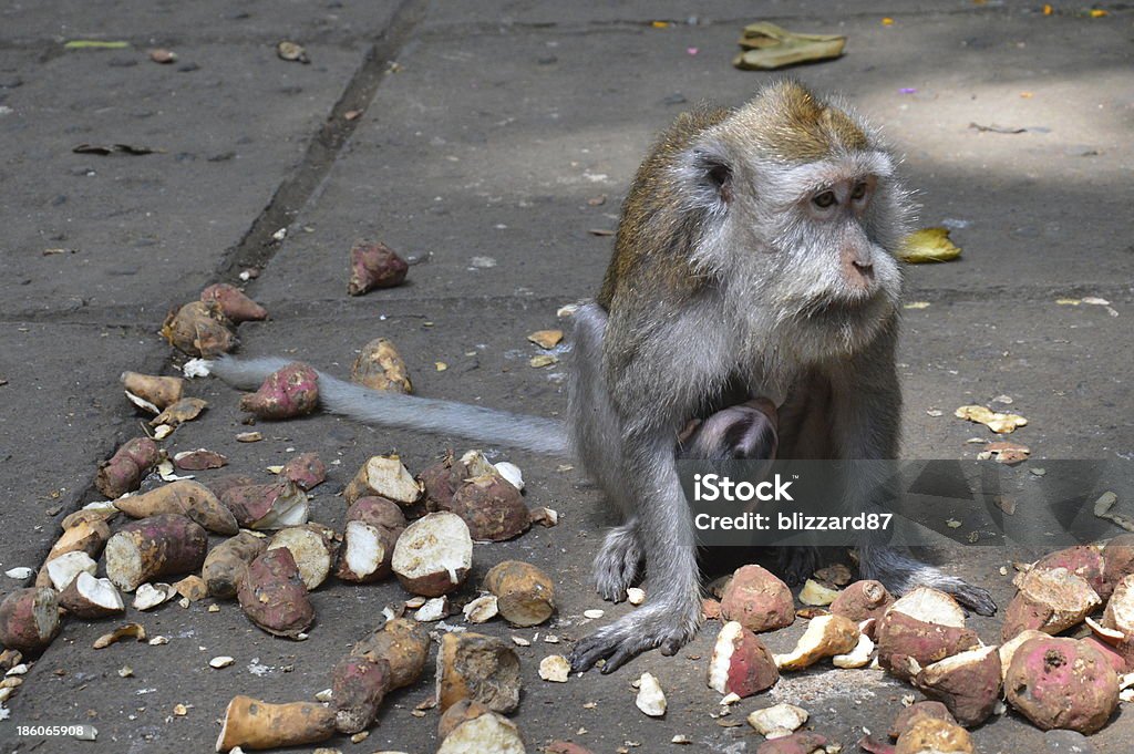 Macaque Monkey with her baby The monkeys within the Sacred Monkey Forest of Padangtegal, Bali, are commonly called long-tailed macaques. Affectionate Stock Photo