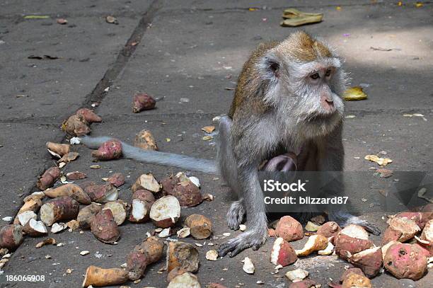 Macaque Monkey With Her Baby Stock Photo - Download Image Now - Affectionate, Animal, Animal Wildlife