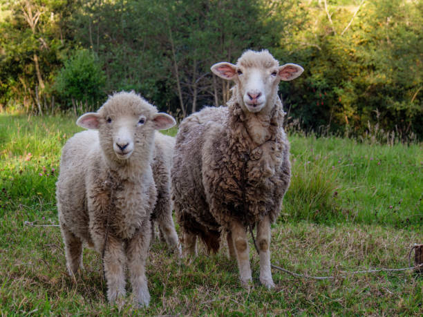 istock A lamb and a sheep  grazing near an alder forest 1860659789