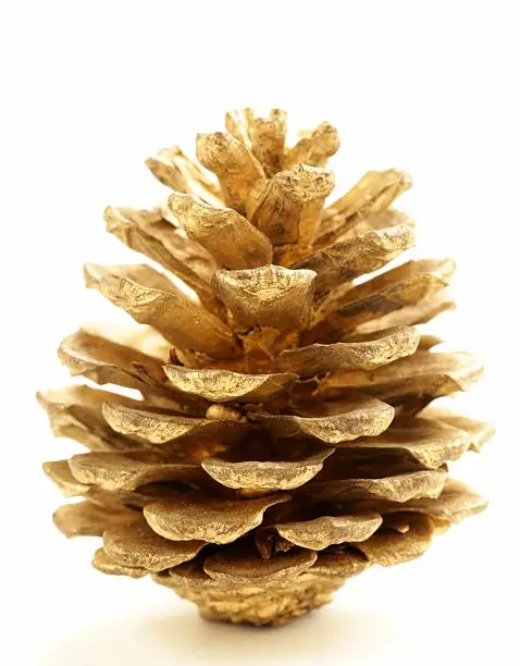 golden Christmas fir-cone  on a white background