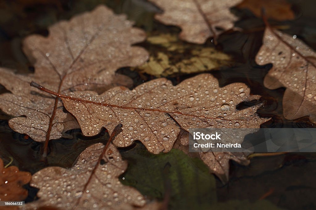 Überdachte mit Regentropfen Fallen leaves - Lizenzfrei Alt Stock-Foto