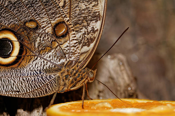 istock Macro photograph of a butterfly 186066136