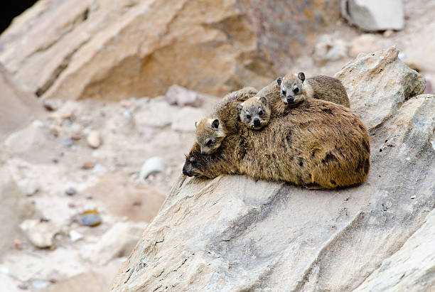 A mother Dassie lies on a rock with 3 children on top of her